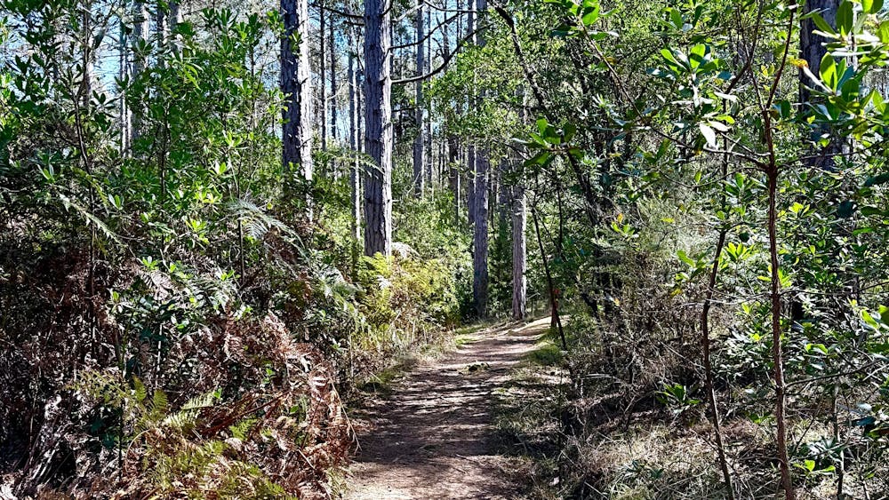 A trail along La Gerche Forest Loop Walk