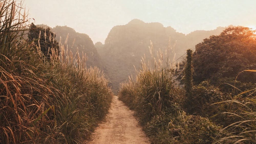 golden hour over misty path