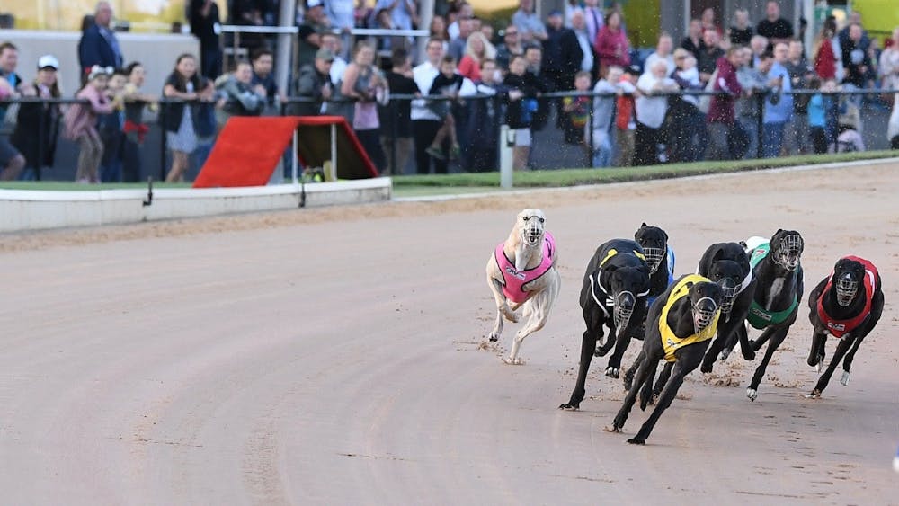 Greyhounds racing