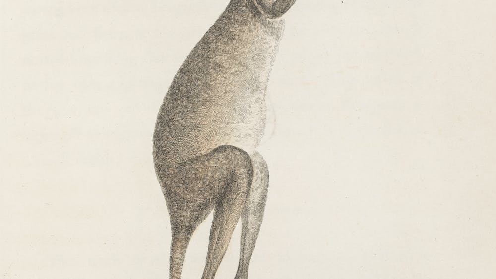 Charles Catton, 'A Kangaroo', 1789 [detail], print: engraving with hand colouring. State Library of