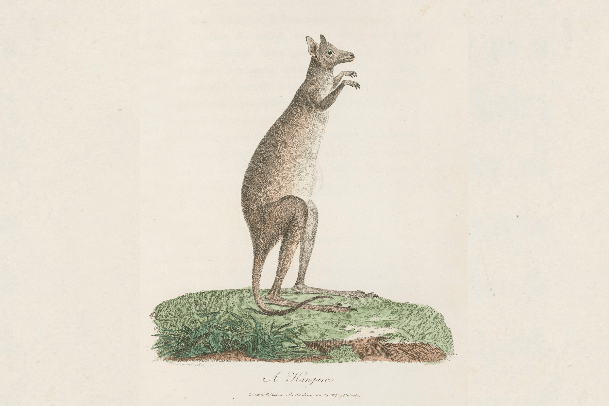 Thumbnail for Aussie Animals Scavenger Hunt