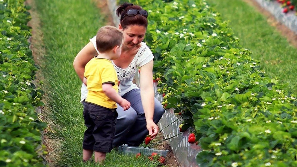 Thumbnail for Bacchus Marsh Strawberry and Cherry Festival