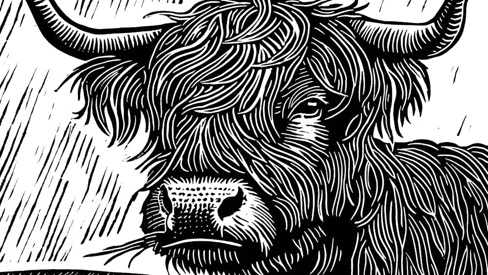 Black and White Print of a Highland Coww