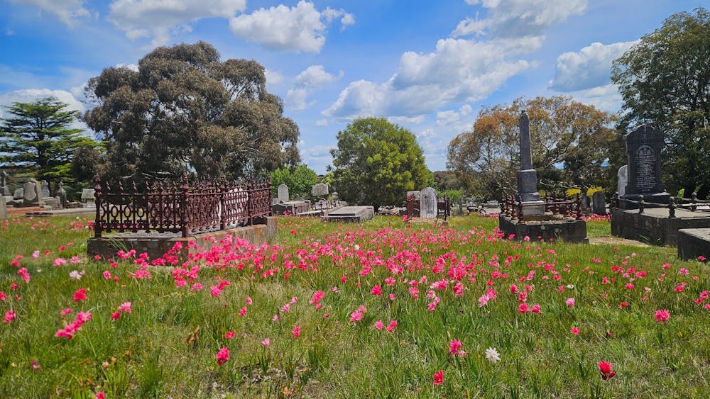 Ballarat New Cemetery Roman Catholic pink wildflowers