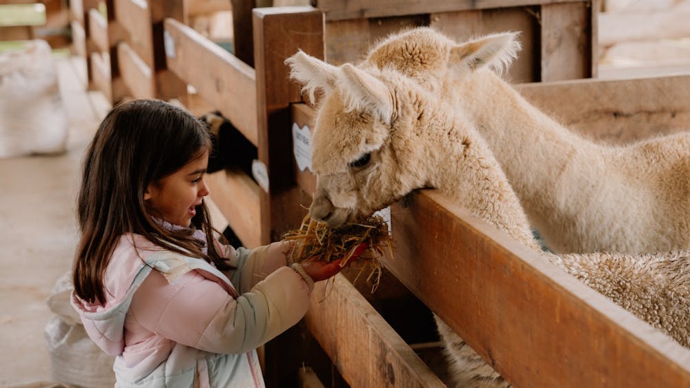 Thumbnail for Christmas Cheer in July for School Holidays