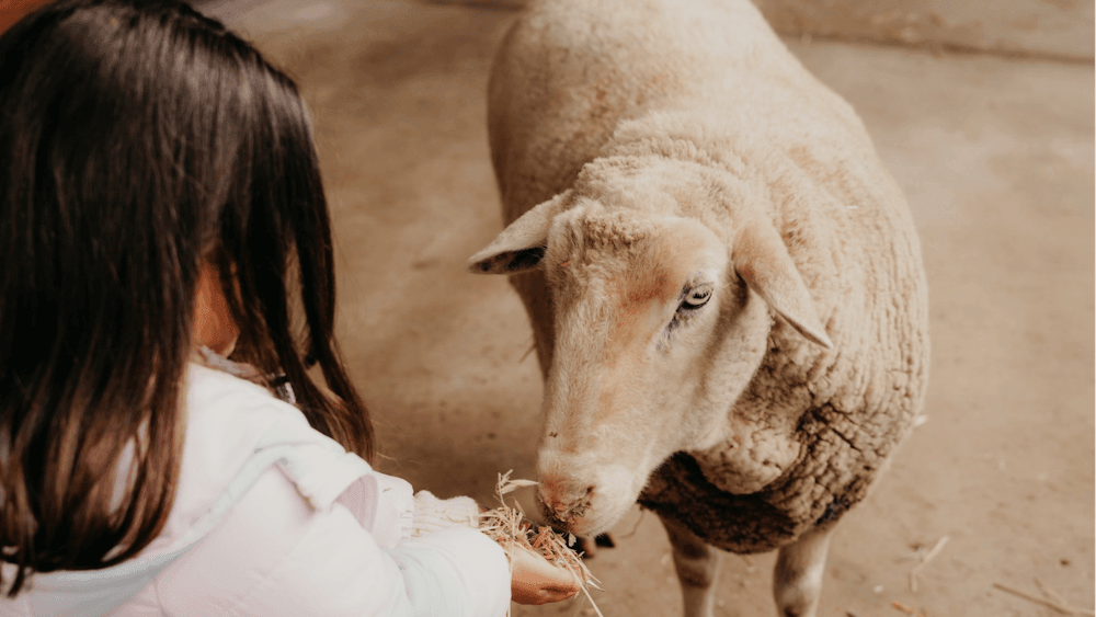 CHRISTMAS IN JULY SCHOOL HOLIDAYS AT CRESWICK FARMYARD