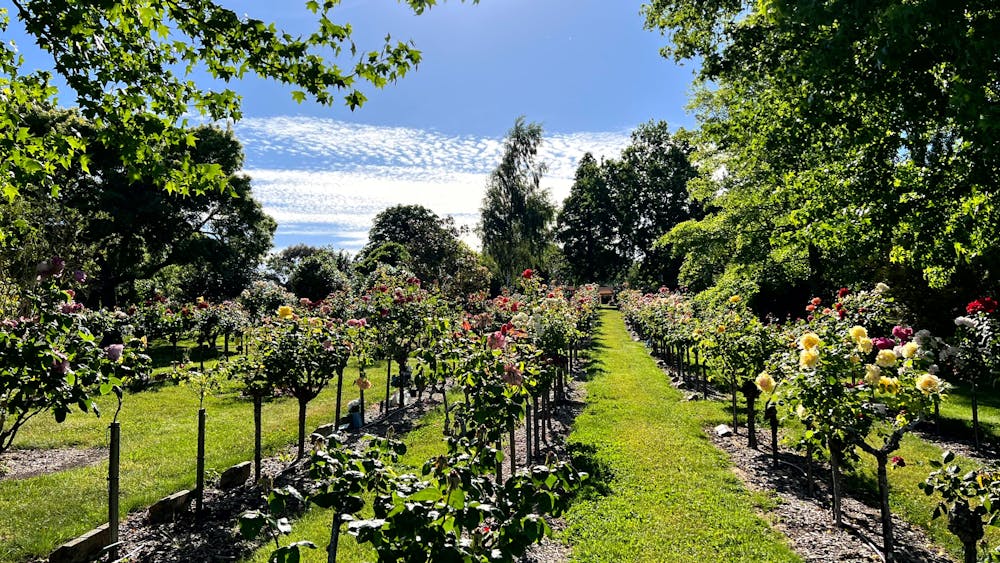 Rose gardens at Ballarat New Cemetery