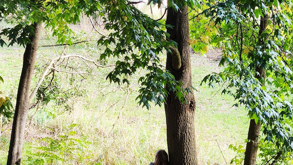 Thumbnail for Guided Forest Therapy Kirks Reservoir Parkland