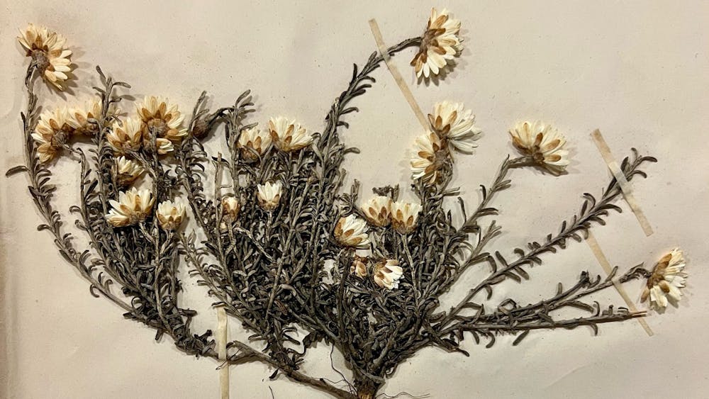 a Victorian plant specimen, showing roots and white everlasting flowers