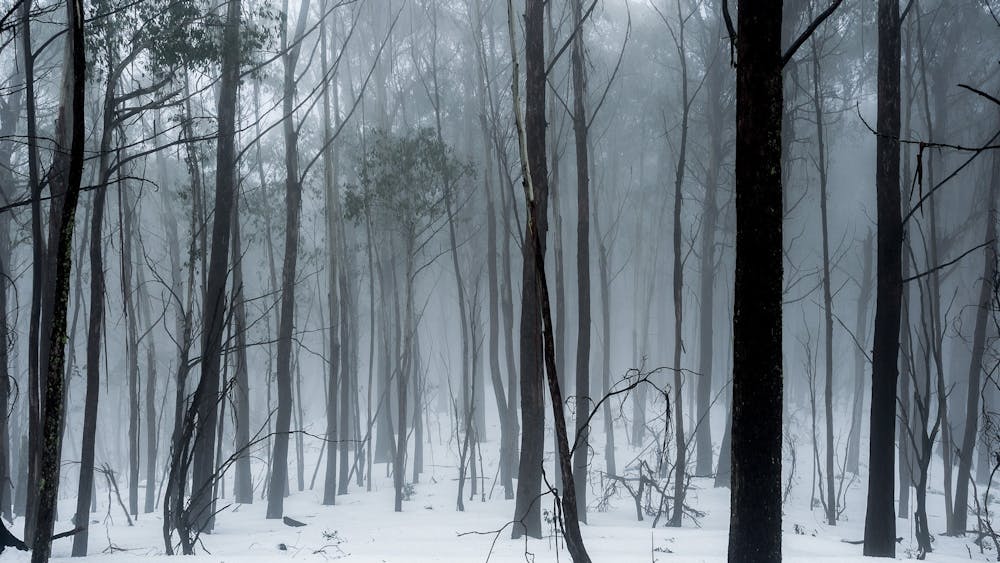 fog trees winter snow