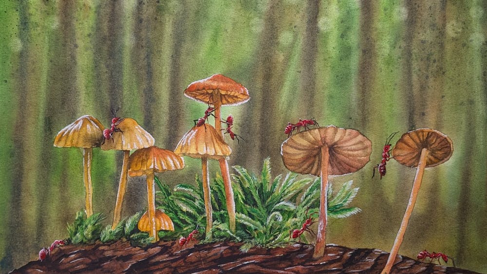 colourful fungi on the forest floor  beneath a canopy of tall trees