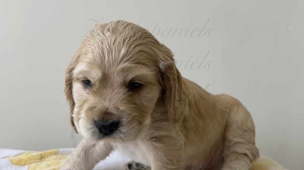 Thumbnail for Ballarat Cocker Spaniel Puppy Yoga Class