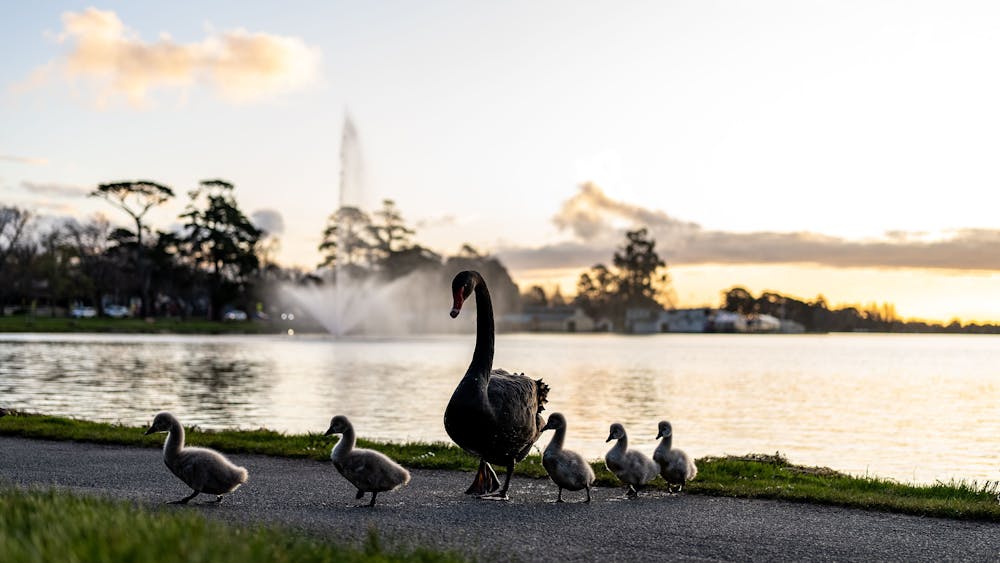 A black swan walking with six cygnets along the shoreline of Lake Wendouree at sunset.