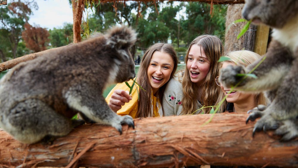 Two people looking at awe at 2 Koala's on a log