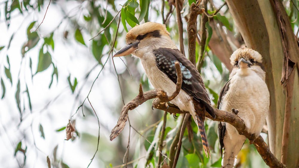 2 Kookaburras in Tree