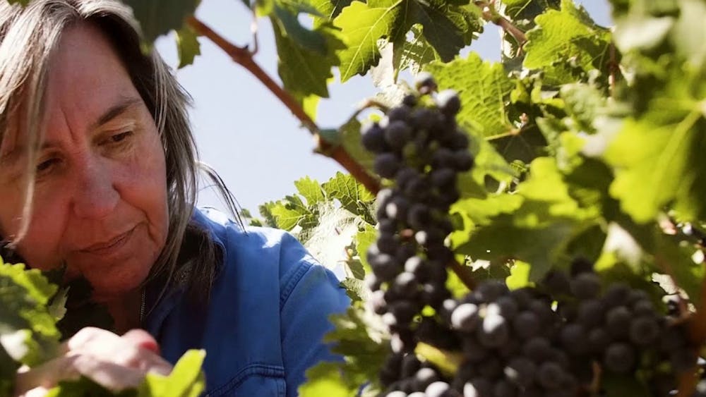 Jane Ferrari is amongst vines and grapes as she reaches for a bunch to pick