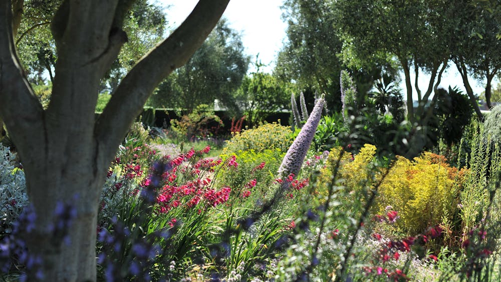 Gladiolus, Echium, Phlomis