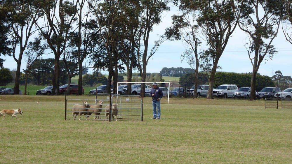 Dean Sheepdog Trials - Old Sniff Classic