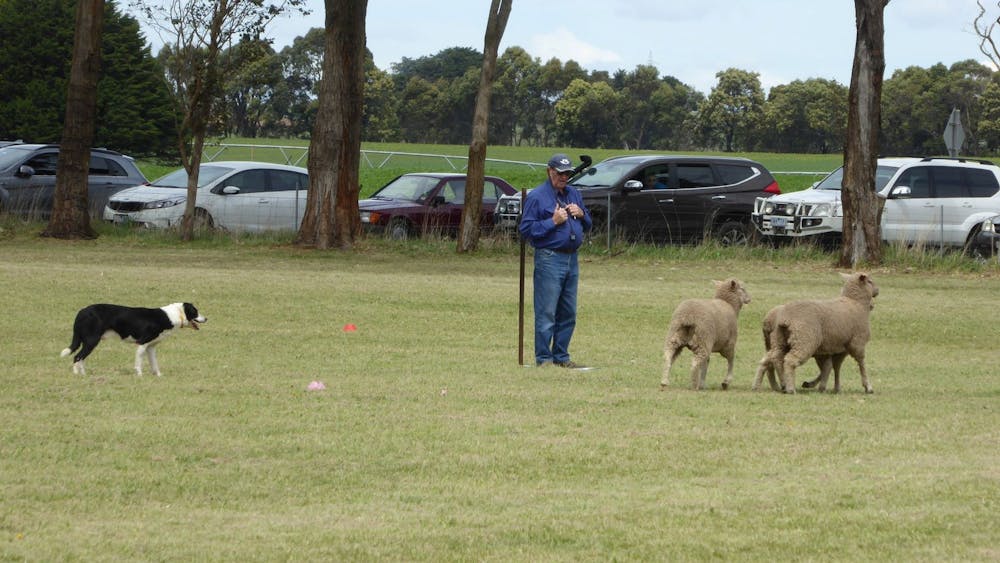 Dean Sheepdog Trials - Old Sniff Classic