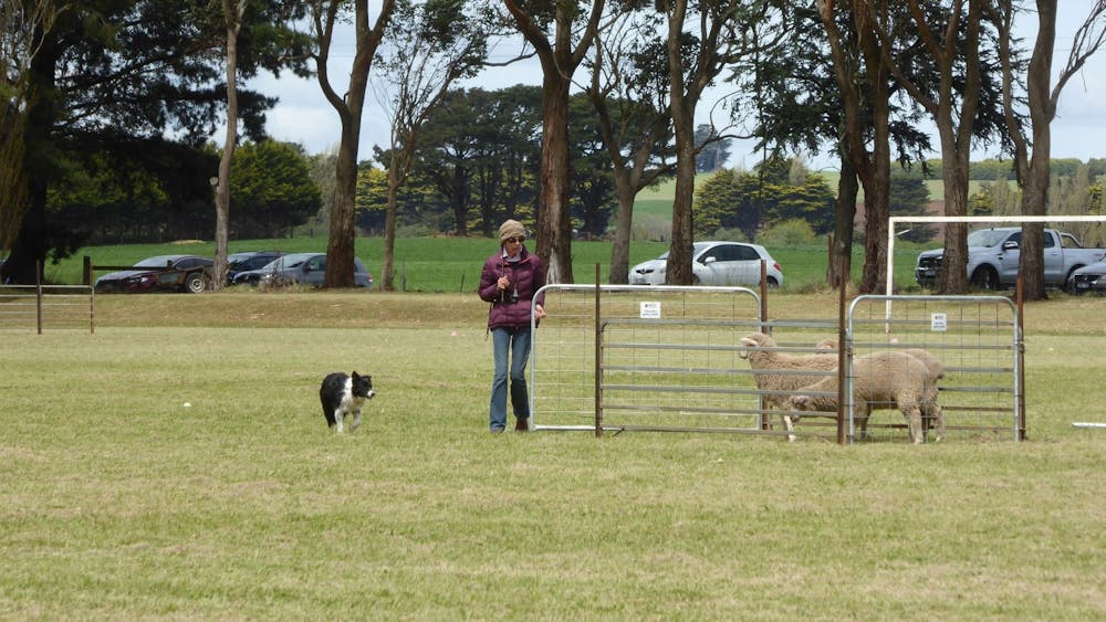 Dean Sheepdog Trials - Old Sniff Classic