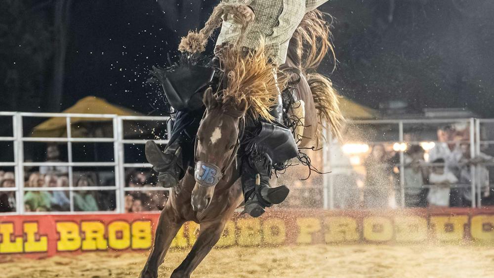 Saddle Bronc in Full Flight