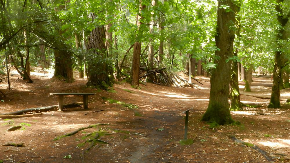 Looking out to the Goldfields Walking trail which is winding along the unsealed ground & tall trees