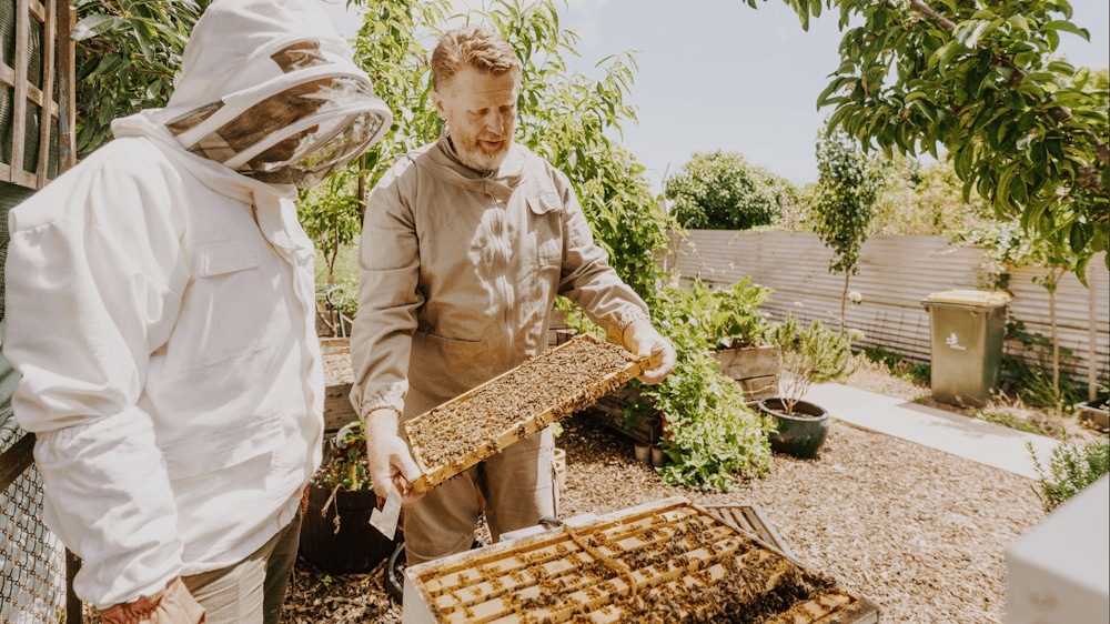 Open Beehive