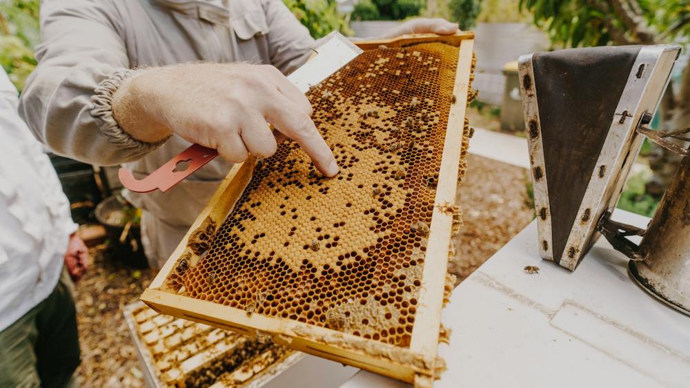 Frame Brood
