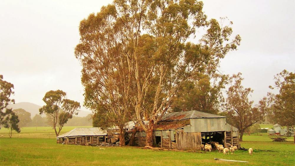 Shearing Shed