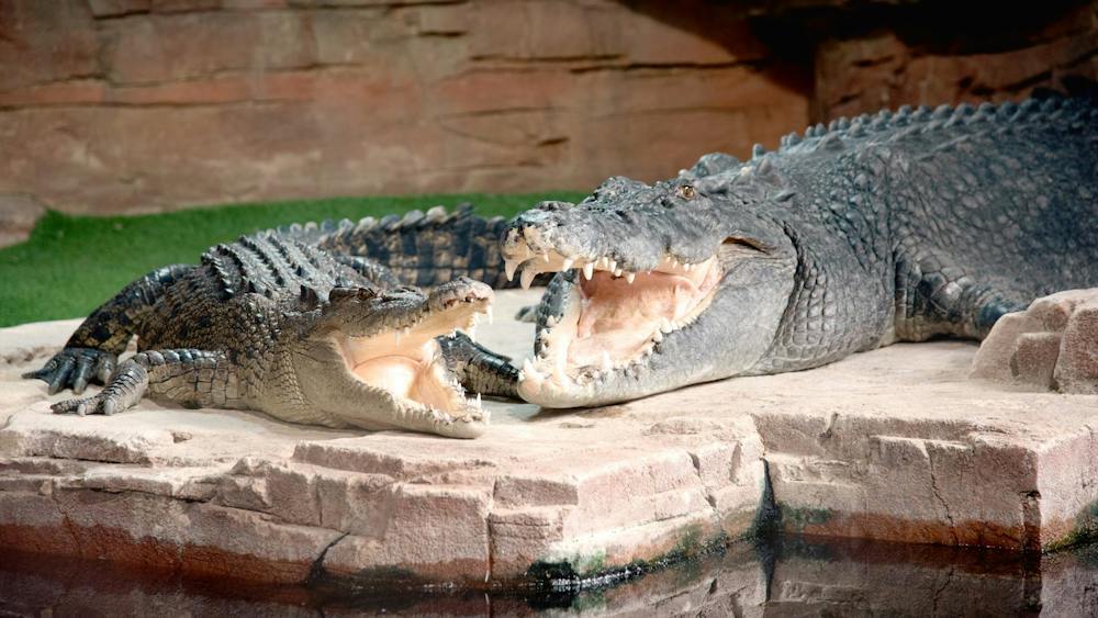 two saltwater crocodiles