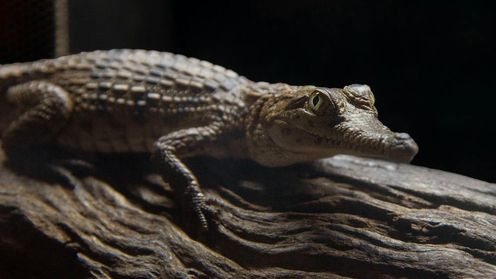 A juvenile freshwater crocodile
