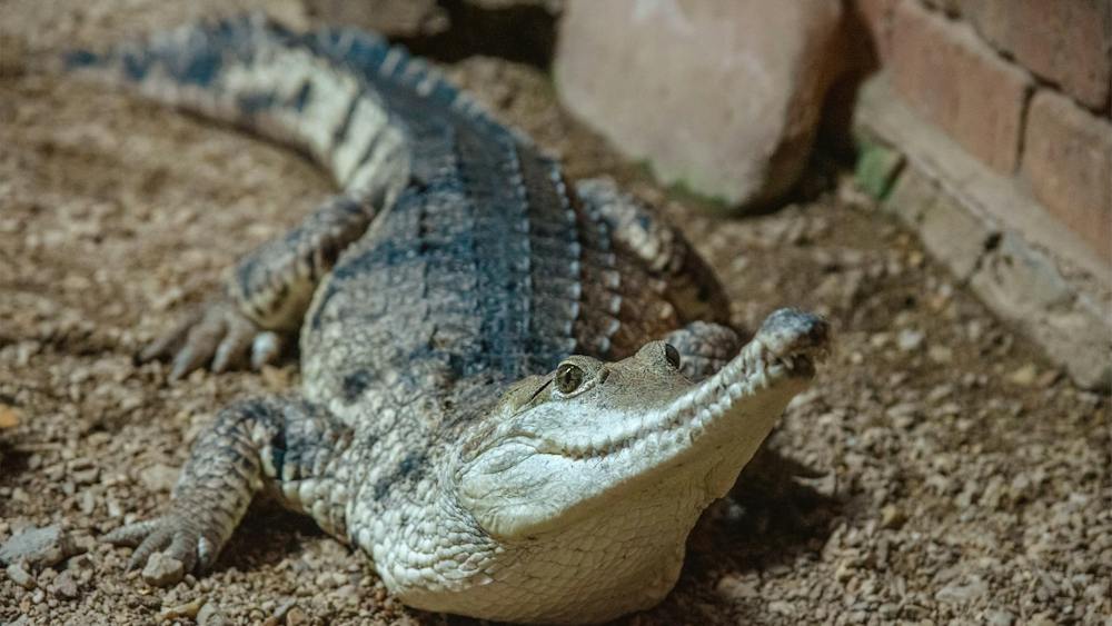 Adult freshwater crocodile