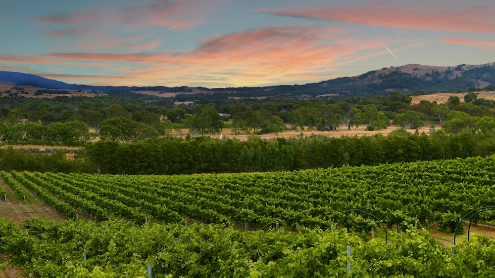 Overlooking Summerfield Vineyard with the Pyrenees Ranges in the background