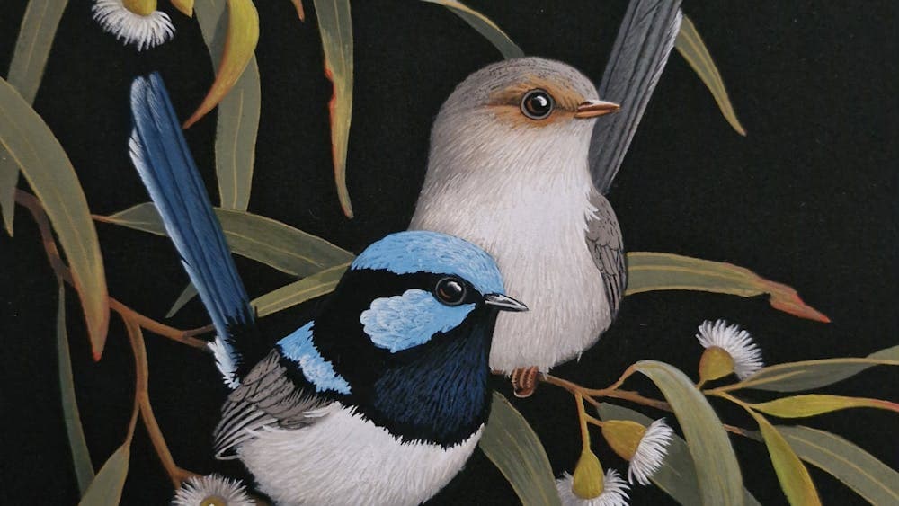 native birds including a blue wren in a flowering gum tree with white flowers and fine green leaves