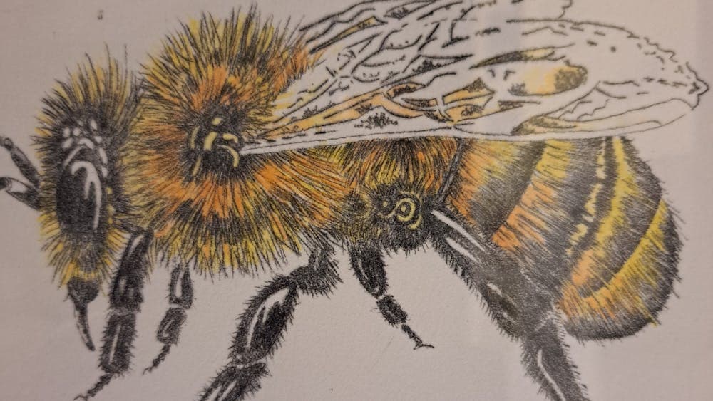 bee with grey drypoint outline and orange/yellow tones