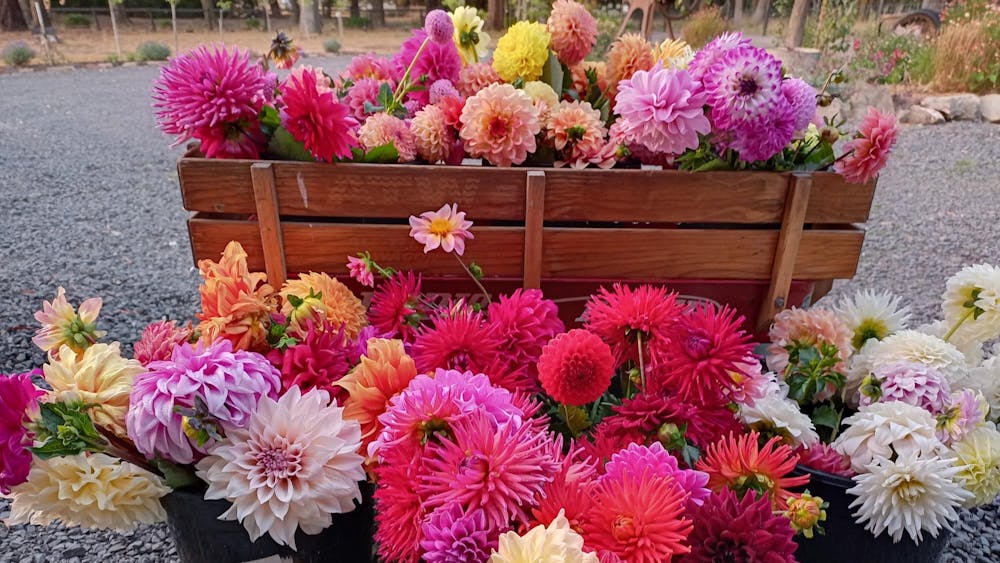 Dahlis from The Paddock Lal Lal