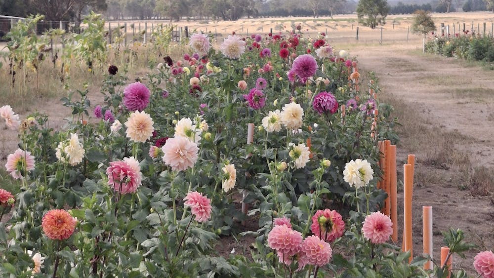 Chemical free locally grown Dahlias