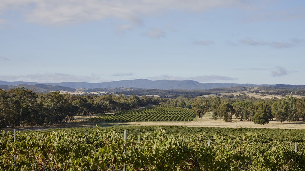 Vineyard