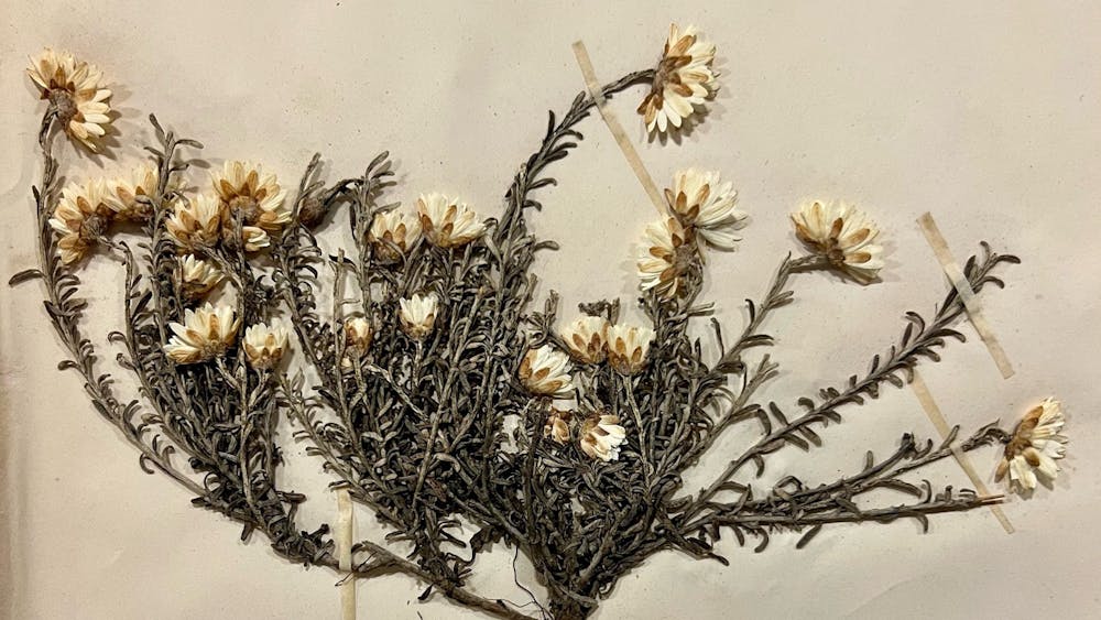 Thumbnail for 150 Years of Botanical Communication: Von Mueller’s Herbarium