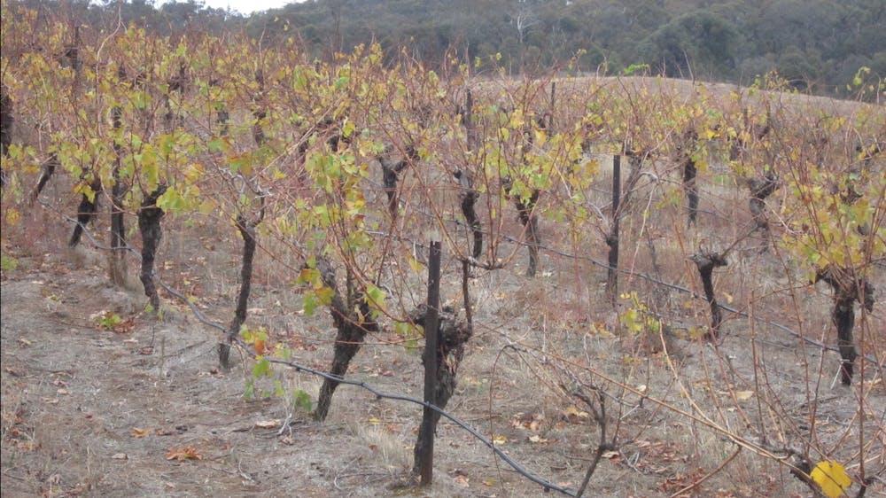 Autumn vineyard - PYRENEES WINE REGION