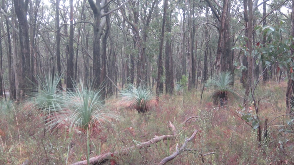 Grass trees and Messmate forest, Woowookarung Regional Park