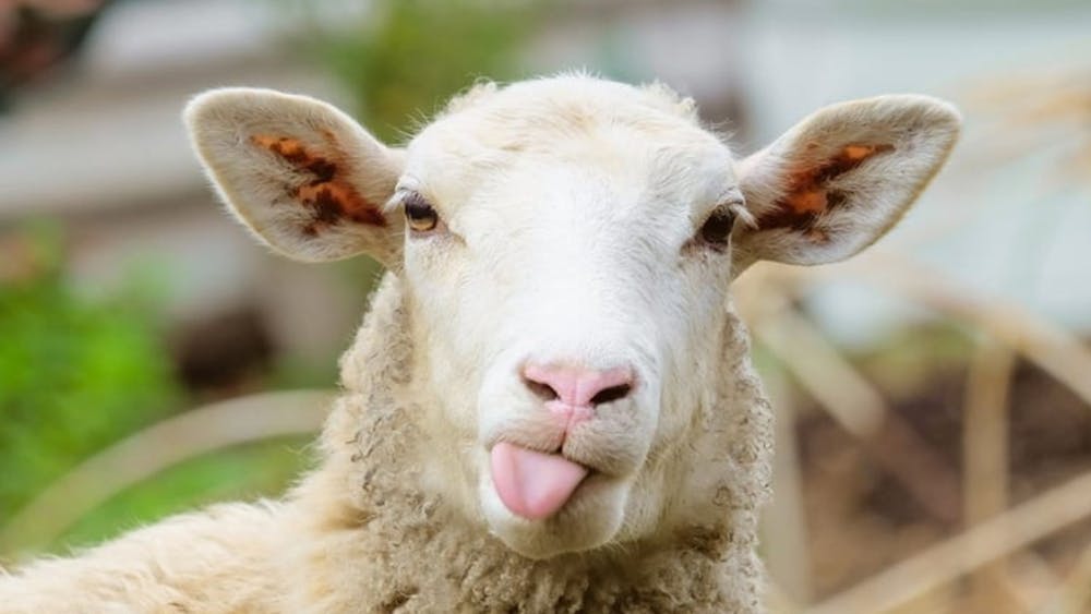 Babba The Sheep