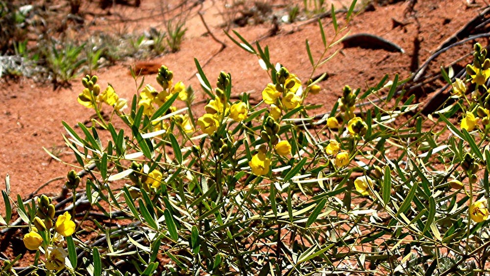 wildflowers