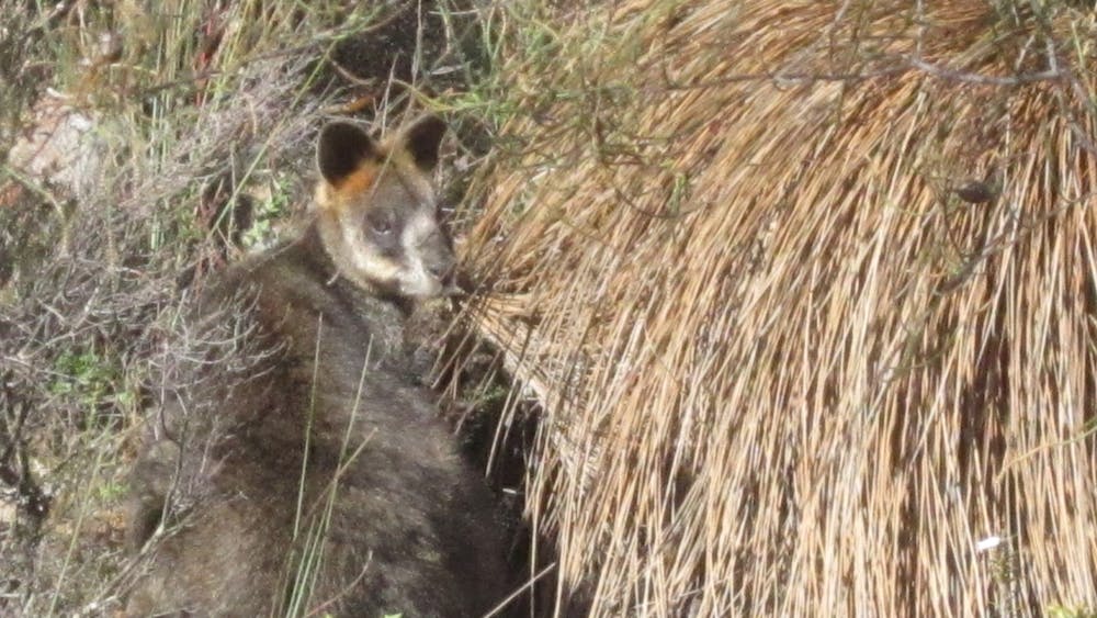 Black wallaby hiding in the bush