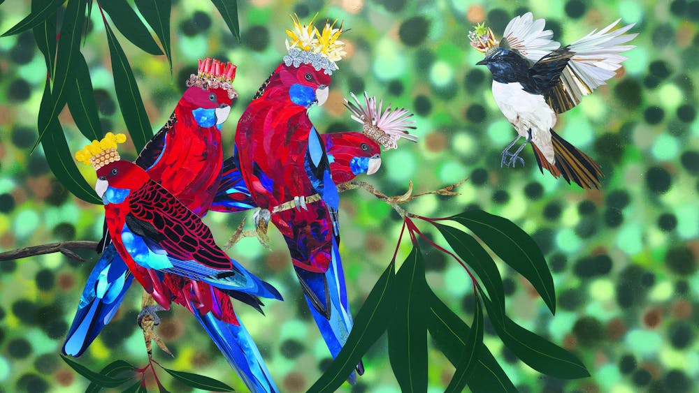 Four rosellas perched on a branch proudly wearing their native crowns. And in flies a willy wagtail