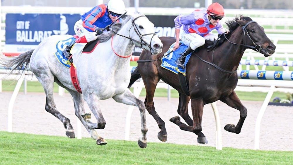 Grey and Brown Horse competing in the 2025 Sportsbet Gold Nugget
