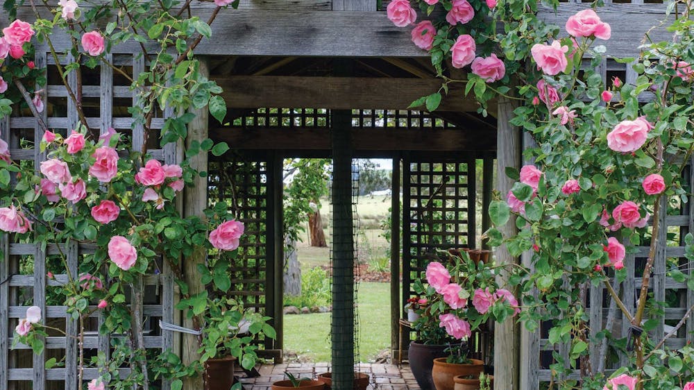 Shirley's Garden
