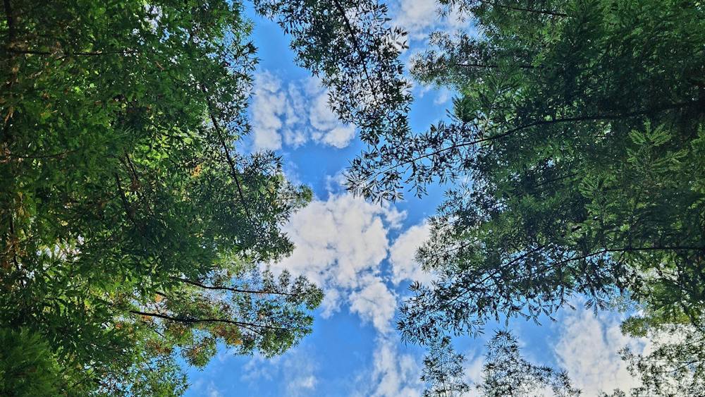 Cloud Gazing