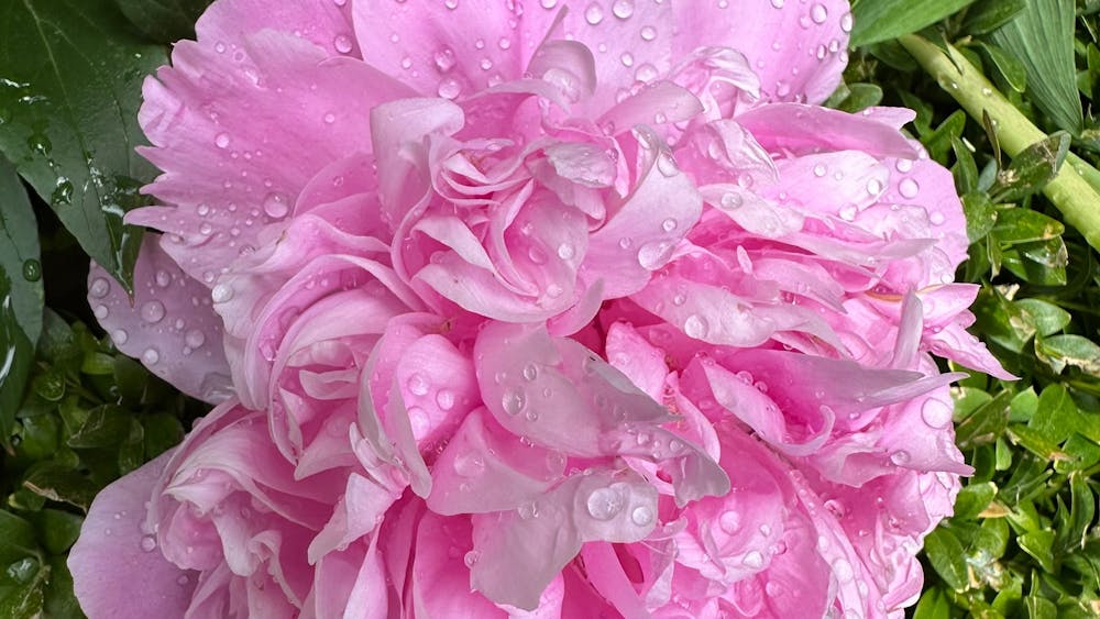 pink white camelia