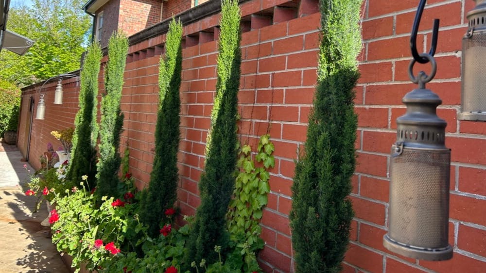 pencil pines against a brick wall